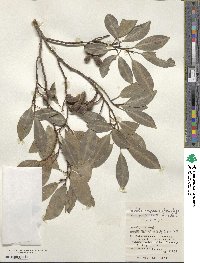 Magnolia compressa image