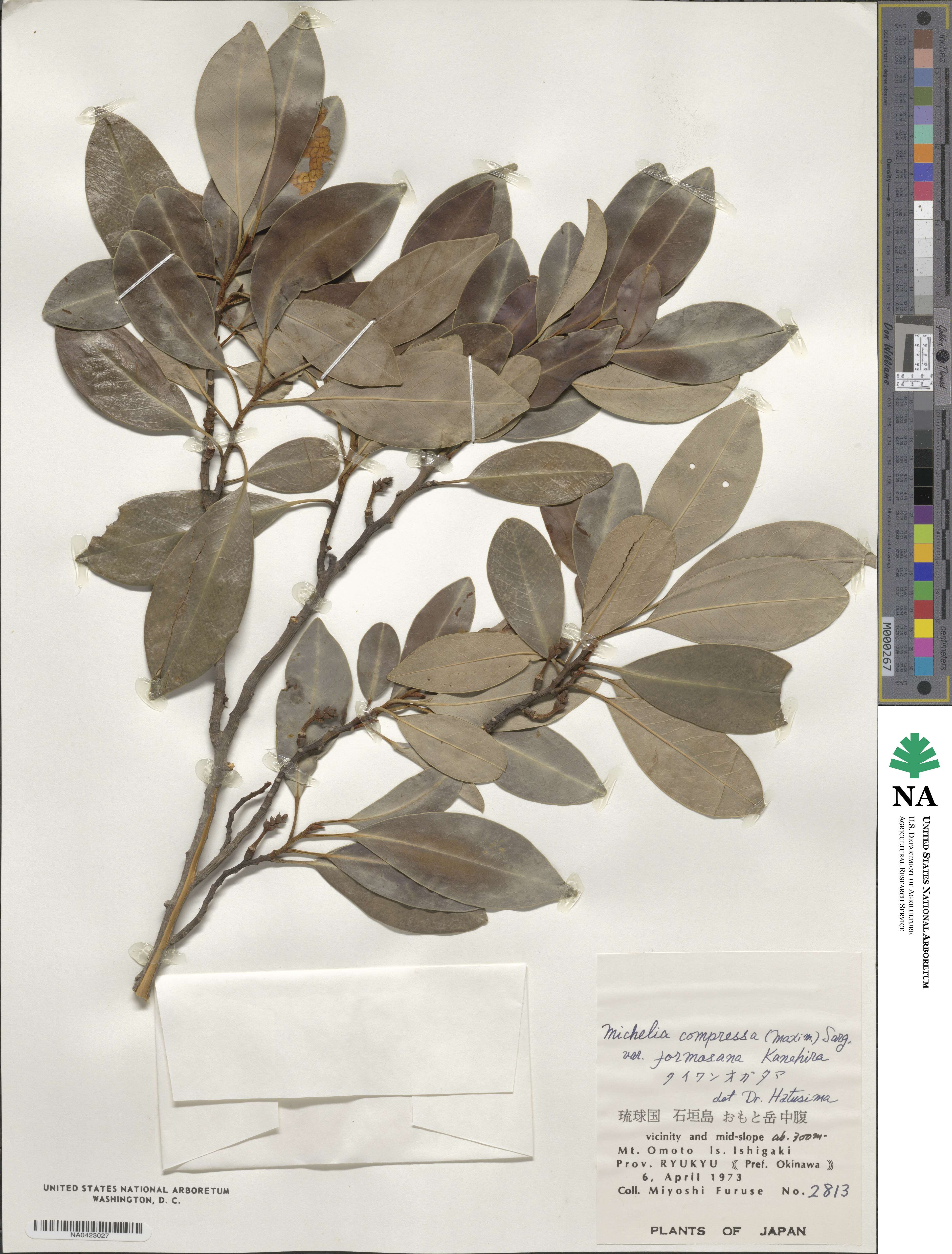 Magnolia compressa image