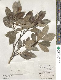 Magnolia compressa image