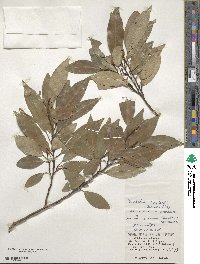 Magnolia compressa image