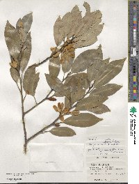 Magnolia compressa image