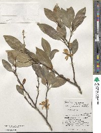 Magnolia compressa image