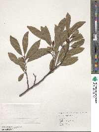 Magnolia compressa image