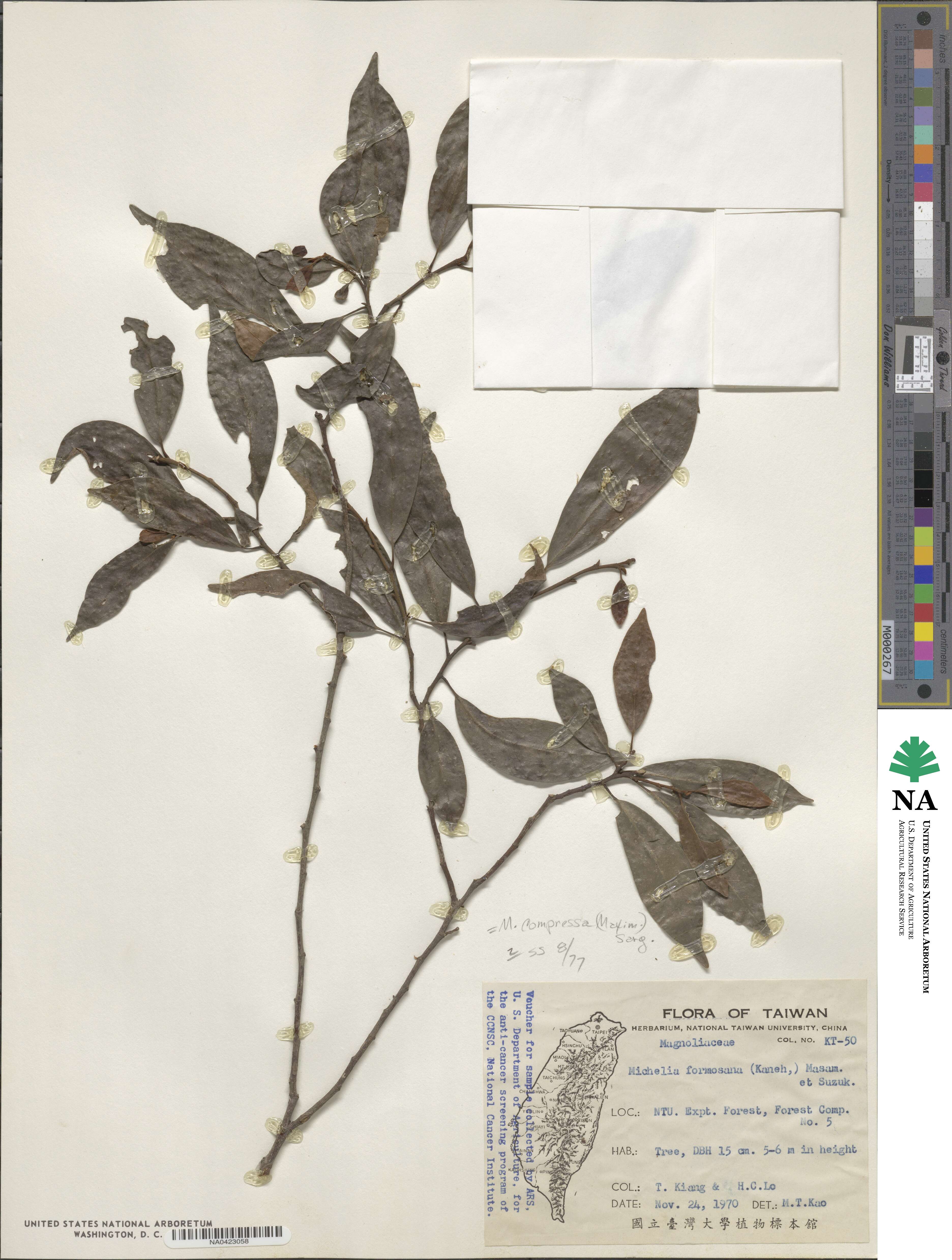 Magnolia compressa image