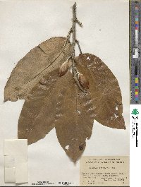 Magnolia foveolata image