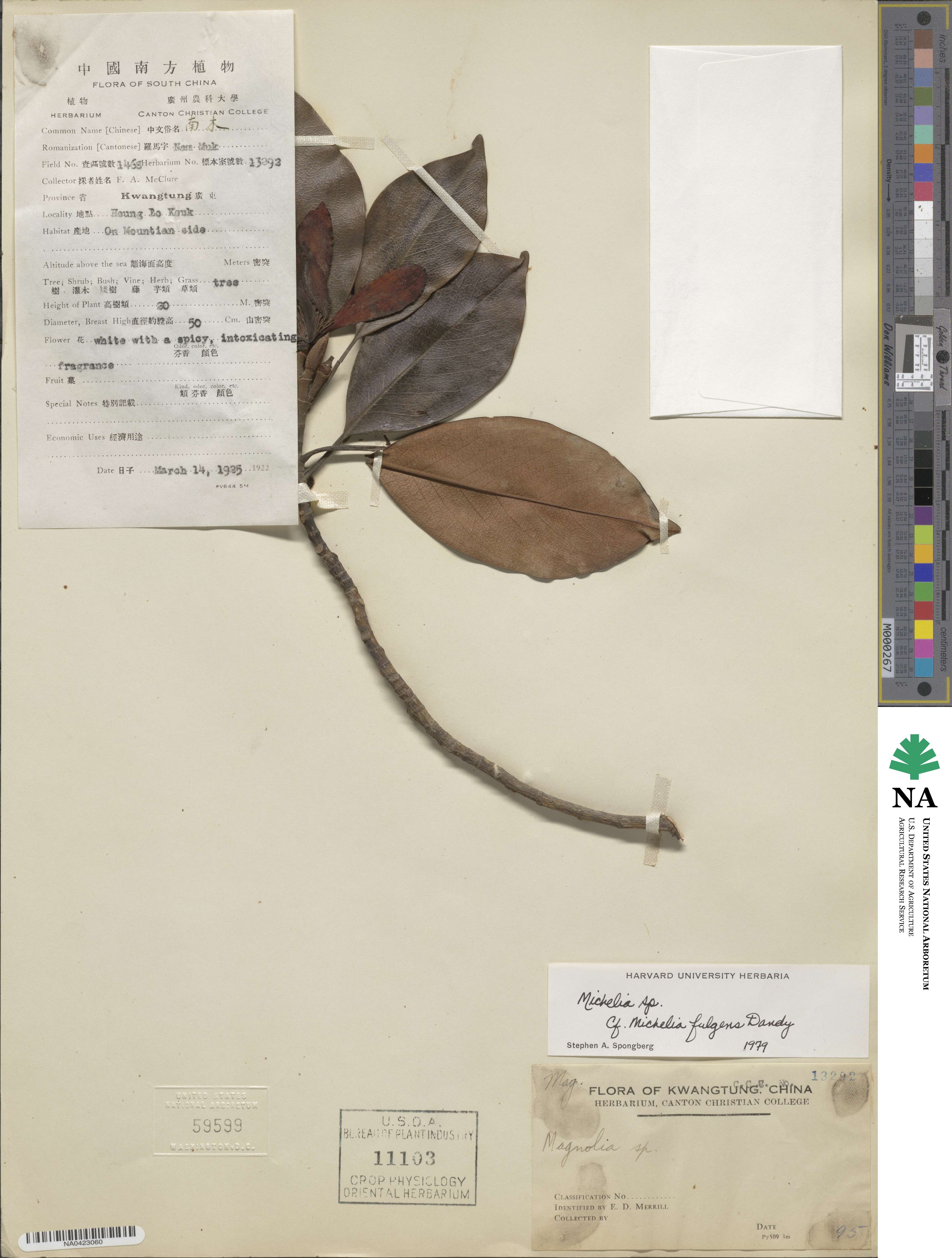 Magnolia foveolata image