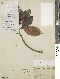 Magnolia foveolata image