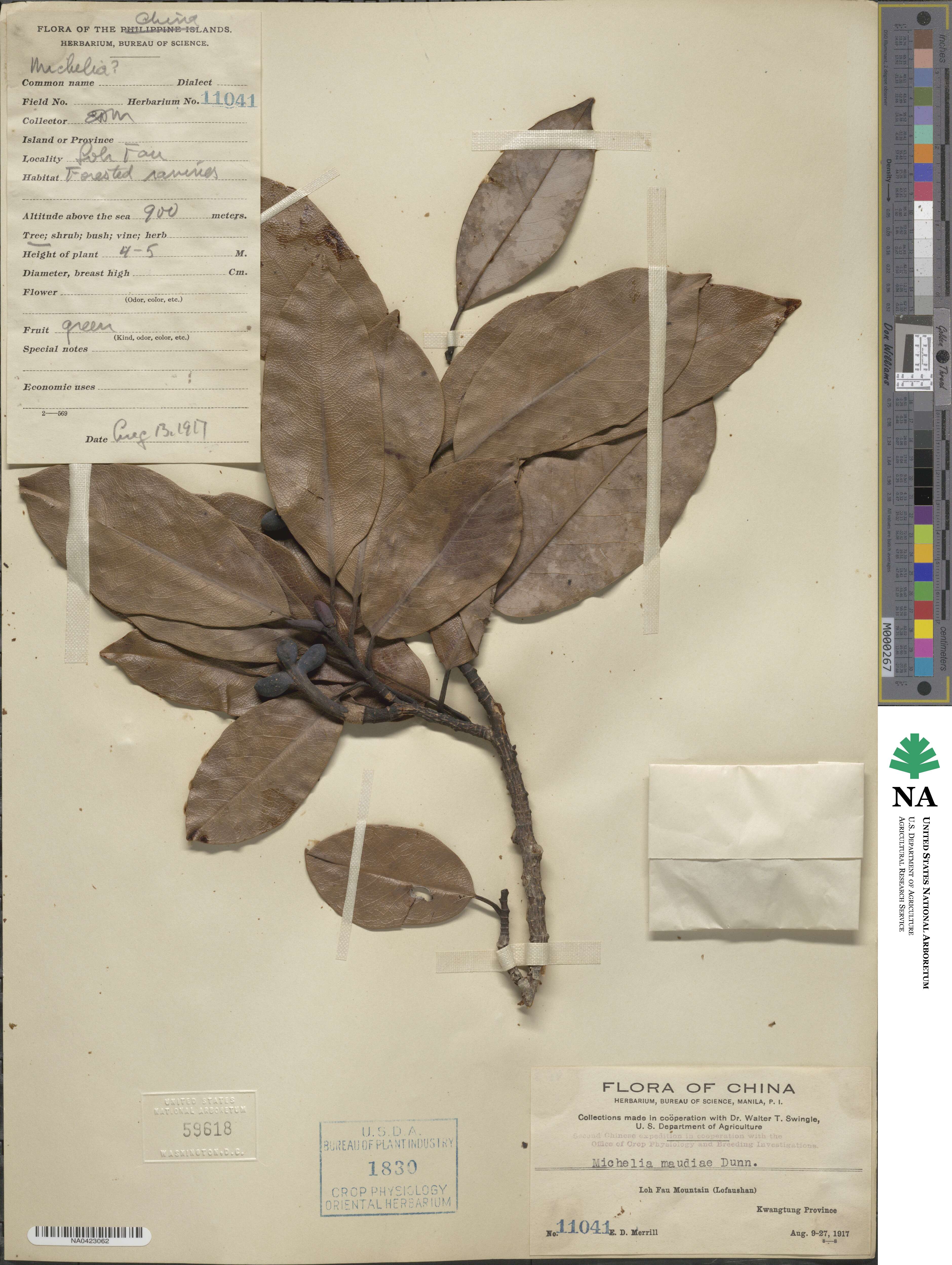 Magnolia maudiae image