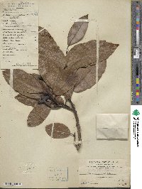 Magnolia maudiae image