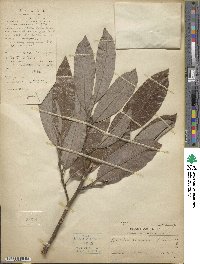 Magnolia maudiae image