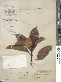 Magnolia maudiae image