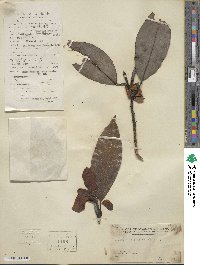 Magnolia maudiae image