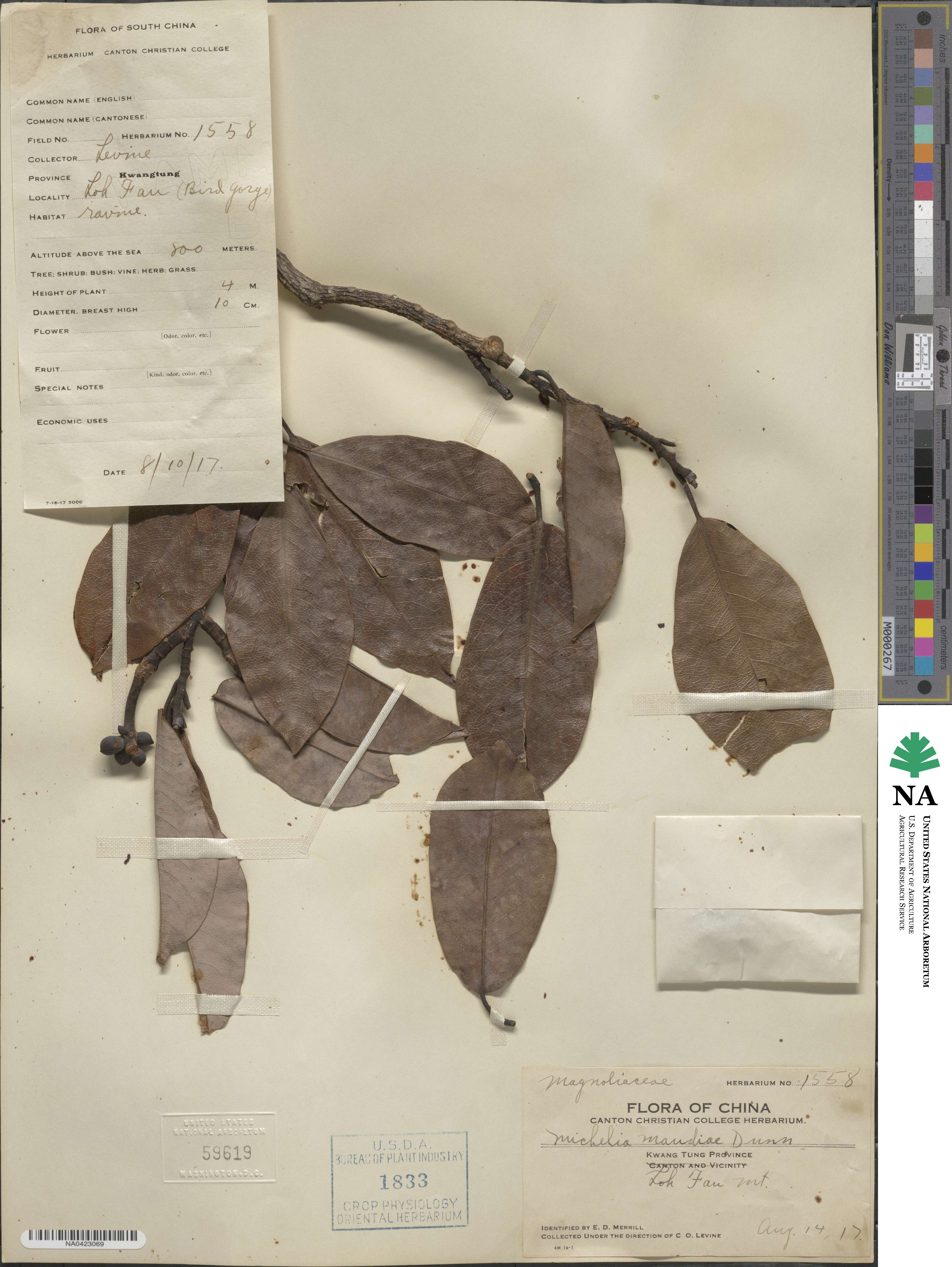 Magnolia maudiae image