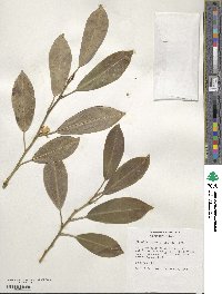 Magnolia compressa image