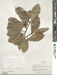 Magnolia compressa image