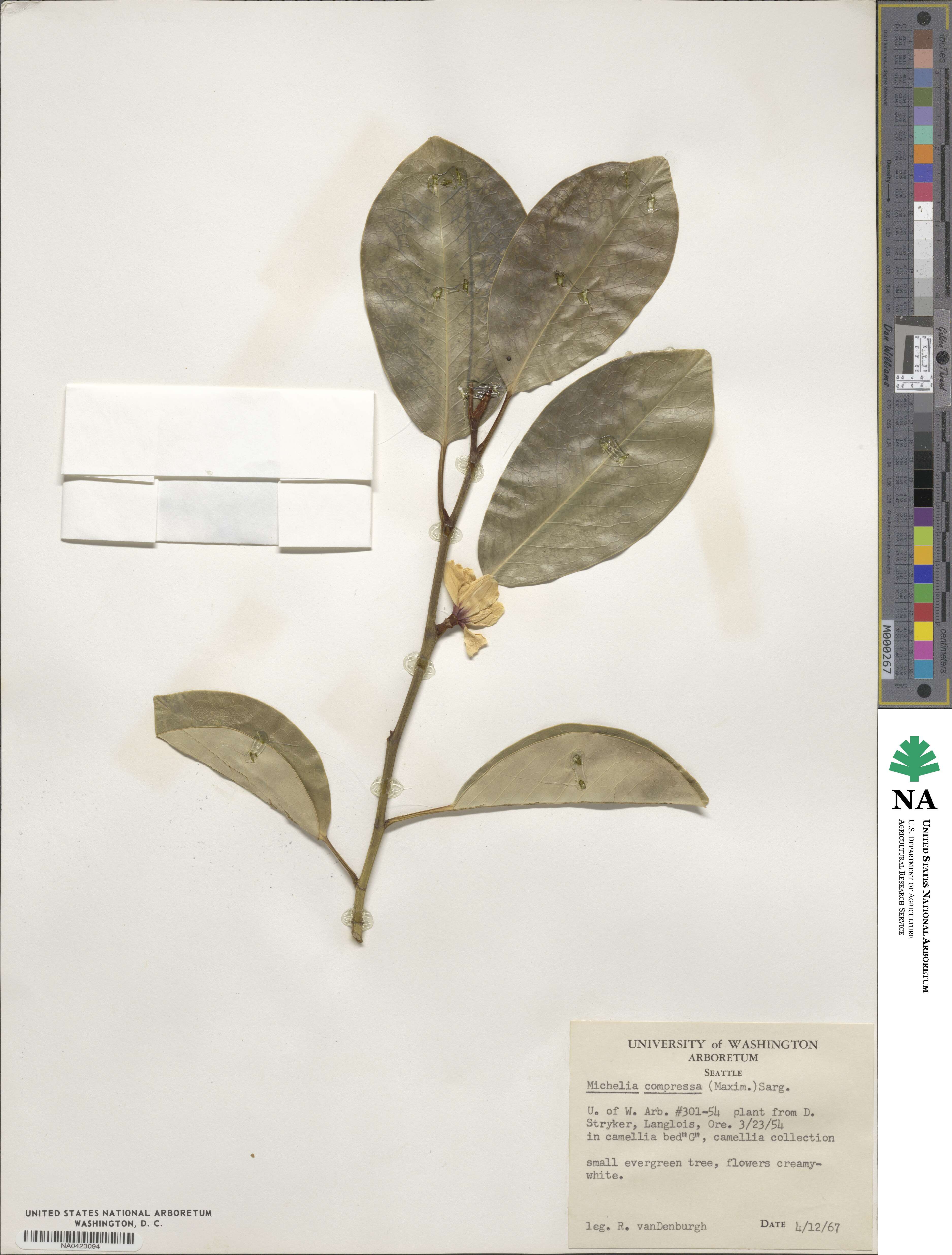 Magnolia compressa image