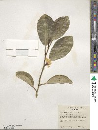 Magnolia compressa image