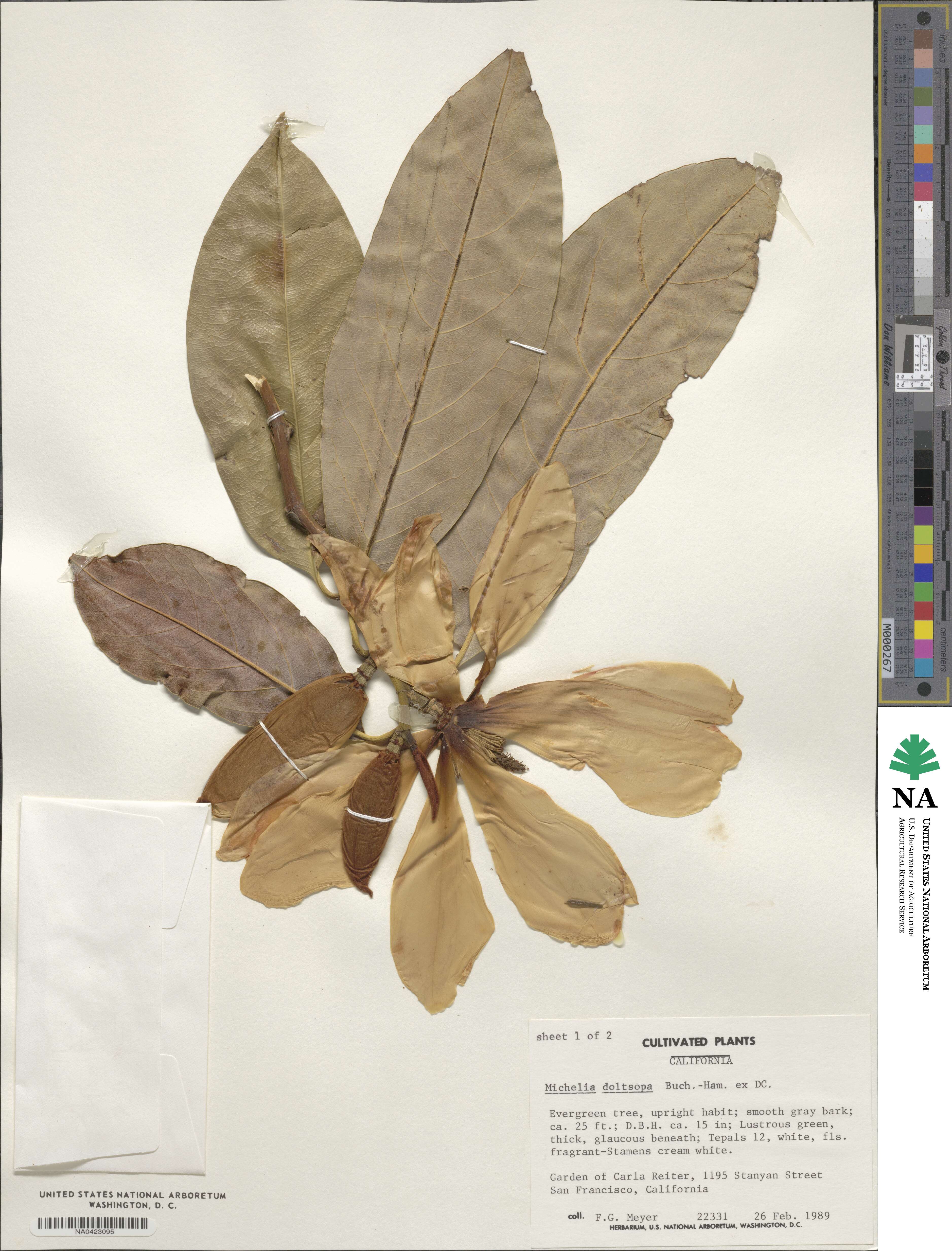 Magnolia doltsopa image