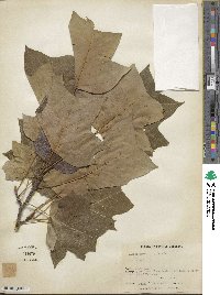 Liriodendron tulipifera image