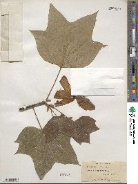 Liriodendron tulipifera image