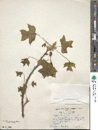 Liriodendron tulipifera image