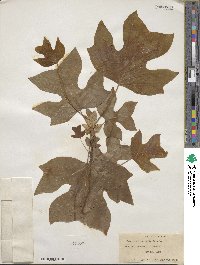 Liriodendron tulipifera image