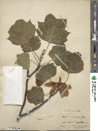 Liriodendron tulipifera image