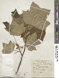 Liriodendron tulipifera image