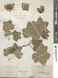 Liriodendron tulipifera image