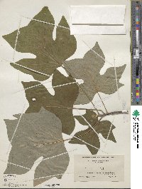 Liriodendron tulipifera image