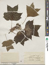 Liriodendron tulipifera image