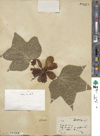 Liriodendron tulipifera image