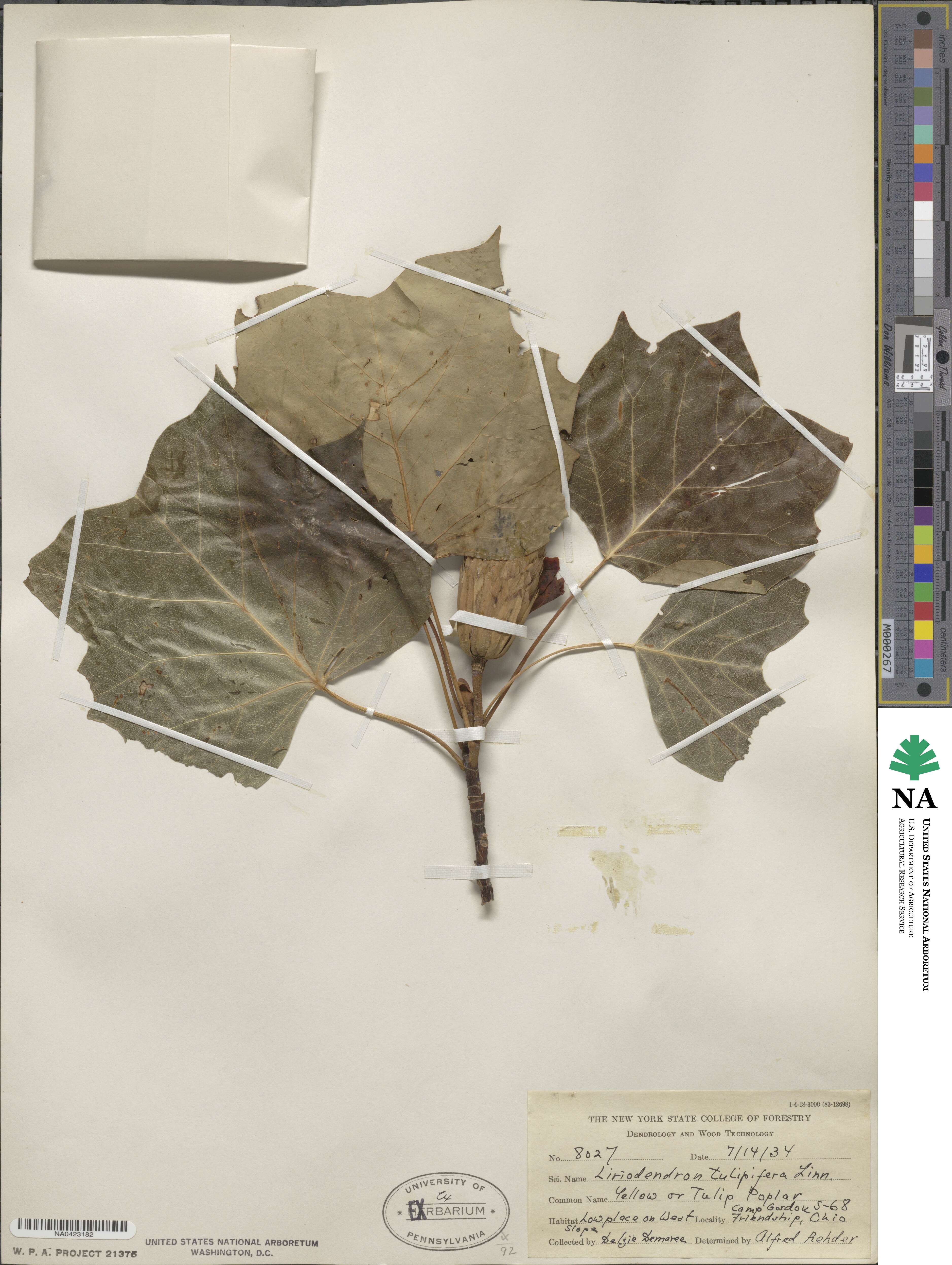 Liriodendron tulipifera image