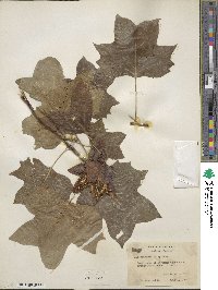 Liriodendron tulipifera image