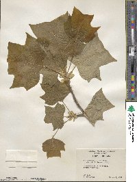 Liriodendron tulipifera image