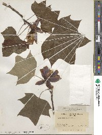 Liriodendron tulipifera image