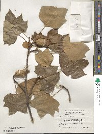 Liriodendron tulipifera image