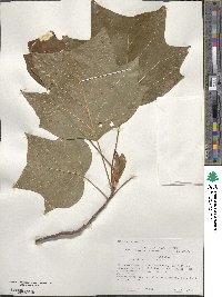 Liriodendron tulipifera image