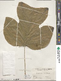 Liriodendron tulipifera image