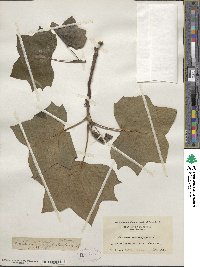 Liriodendron tulipifera image