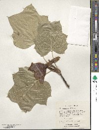 Liriodendron tulipifera image