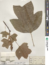 Liriodendron tulipifera image