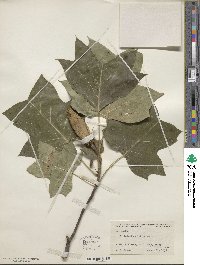 Liriodendron tulipifera image