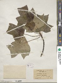 Liriodendron tulipifera image