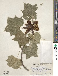 Liriodendron tulipifera image