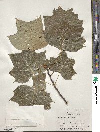 Liriodendron tulipifera image