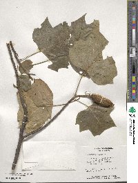 Liriodendron tulipifera image