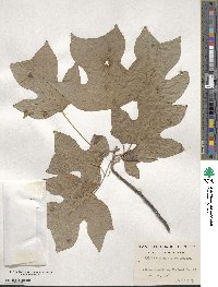 Liriodendron tulipifera image