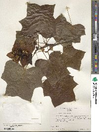 Liriodendron tulipifera image