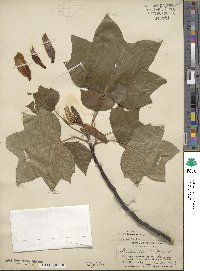 Liriodendron tulipifera image